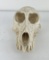 Gene Wensel African Vervet Monkey Skull