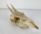 Gene Wensel African Duiker Skull Mount