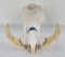 Gene Wensel Warthog Skull Mount