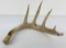 Gene Wensel Whitetail Deer Shed Horn