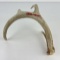 Gene Wensel Whitetail Deer Shed Horn