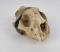 Large Montana Mountain Lion Skull Gene Wensel