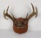 Gene Wensel Whitetail Deer Mount