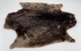Beautiful Sheared Beaver Fur Pelt Taxidermy