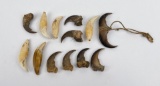Group Of Montana Bear Claws And Teeth