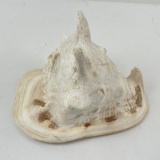 Cassis Cornuta Horned Helmet Sea Shell