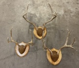 Group Of Montana Mule Deer Horns On Plaques