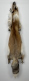 Beautiful Ranch Red Fox Fur Pelt Taxidermy