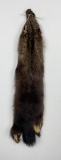 Beautiful Wild Fisher Fur Pelt Taxidermy