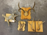 Group Of Montana Deer Moose Horns On Plaques