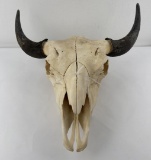 Nice Large Montana Buffalo Skull