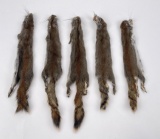 Lot Of 5 Wild Tanned Taxidermy Squirrel