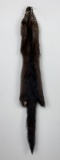 Beautiful Wild Fisher Fur Pelt Taxidermy