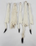 Lot Of 5 Wild Tanned Taxidermy Ermine #7