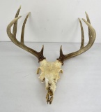 Gene Wensel Whitetail Deer Mount