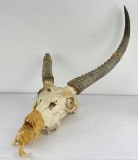 Gene Wensel African Waterbuck Skull Mount