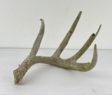 Gene Wensel Whitetail Deer Shed Horn