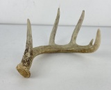 Gene Wensel Whitetail Deer Shed Horn