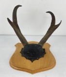 Gene Wensel Trophy Antelope Horns