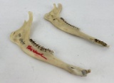 Gene Wensel Whitetail Deer Jaws