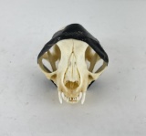 Feral Cat Skull Gene Wensel