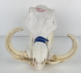 Gene Wensel Warthog Skull Mount