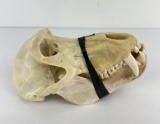 Gene Wensel African Baboon Skull Mount