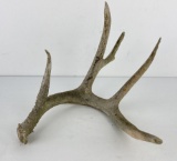 Gene Wensel Whitetail Deer Shed Horn