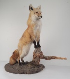 Gene Wensel Red Fox Mount