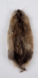 Montana Muskrat Taxidermy Fur Pelt Hide