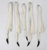 Lot Of 5 Wild Tanned Taxidermy Ermine #12