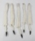 Lot Of 5 Wild Tanned Taxidermy Ermine