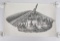 Eric Carlson Missoula Montana Pencil Drawing