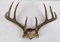 Montana Whitetail Deer Skull Mount Horns