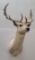 Fallow Deer Taxidermy Mount