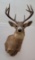 Montana Whitetail Deer Taxidermy Mount