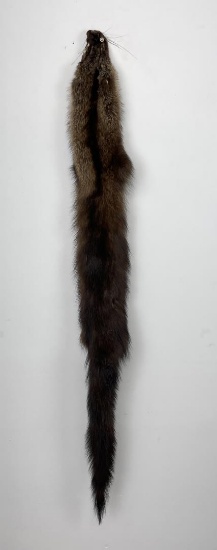 Beautiful Wild Fisher Fur Pelt Taxidermy