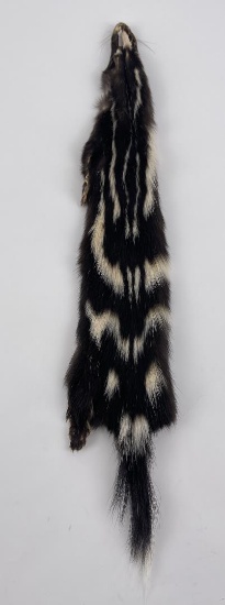 Beautiful Wild Spotted Skunk Fur Pelt Taxidermy