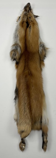 Beautiful Ranch Red Fox Fur Pelt Taxidermy