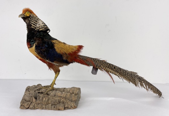 Taxidermy Golden Pheasant