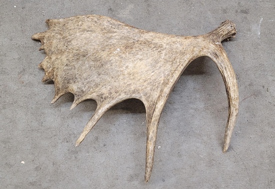 Large Montana Moose Horn Shed