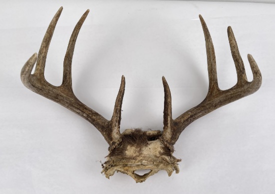 Montana Whitetail Deer Skull Mount Horns