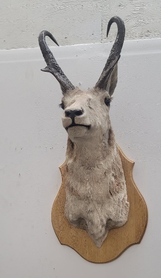 Large Montana Taxidermy Antelope Wall Mount
