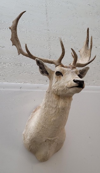 Fallow Deer Taxidermy Mount