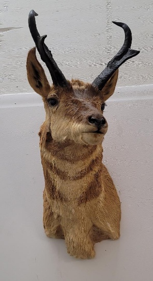 Large Montana Taxidermy Antelope Wall Mount