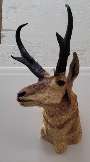 Large Montana Taxidermy Antelope Wall Mount