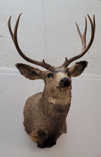 Montana Mule Deer Taxidermy Mount