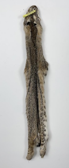 Texas Bobcat Taxidermy Tanned Pelt Fur