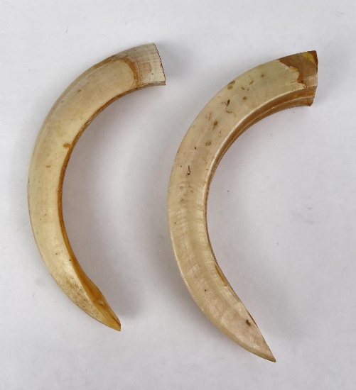 Pair Of Boar Teeth From The South Pacific Ww2
