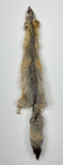 Beautiful Kit Fox Fur Pelt Taxidermy